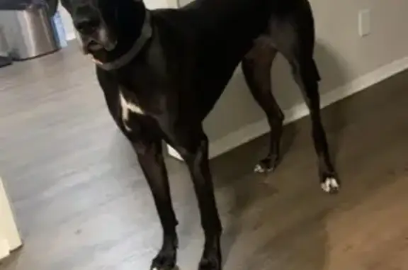 Lost Gray Dog in Lithia Springs Area