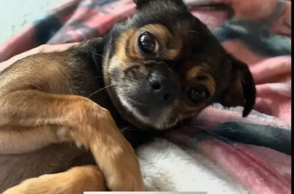 Lost Brown Chihuahua Mix in Columbia - photo