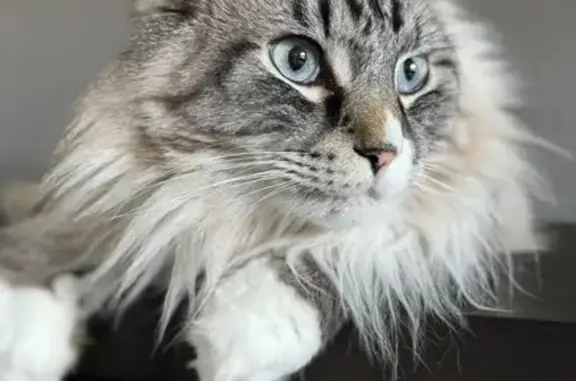 Lost Fluffy Cat: 71st Ave, Blue Eyes