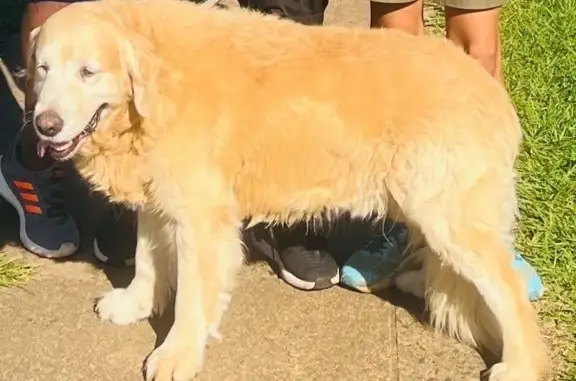 Lost: Friendly Golden Retriever in PMB