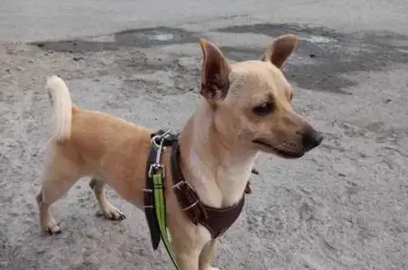 ¡Ayuda! Chihuahua Beige Perdido en Matamoros
