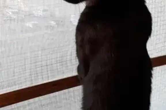 Chat perdu, très peureux, tache blanche - photo