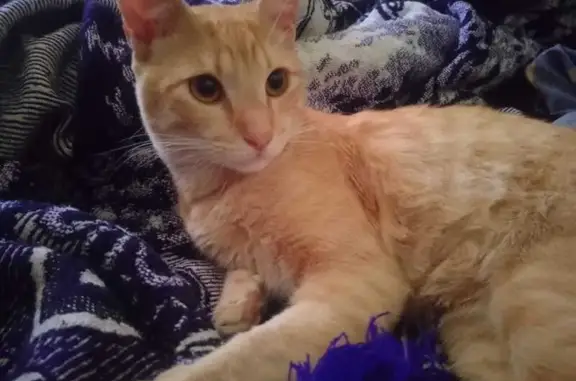 Gato Perdido en La Haciendita, Zapopan