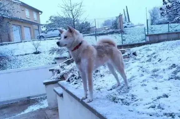 Chien perdu, collier marron, Confrançon - photo