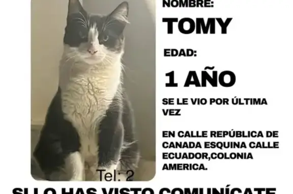 ¡Ayuda a encontrar mi gatito perdido! - photo