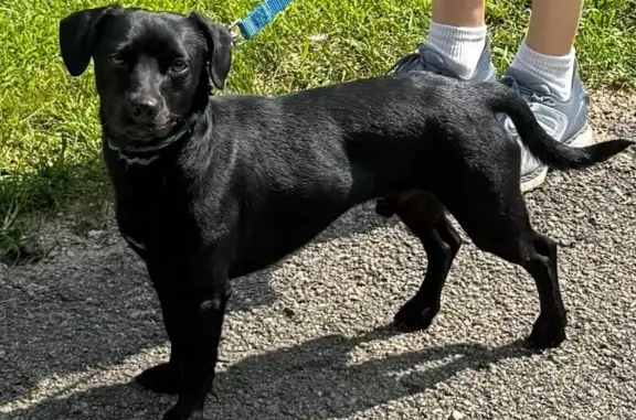 Lost: Small Black Dog in Montgomery