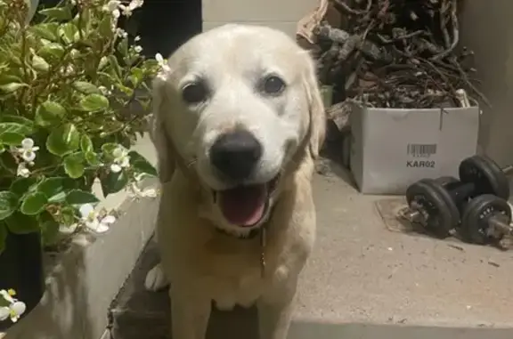 Missing Friendly Golden Retriever Mix