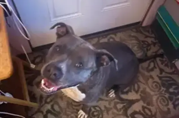 Lost: Blue Brindle Pitbull on Fenkell Ave