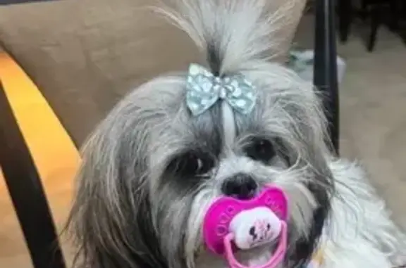 Emotional Support Dog Luna Missing