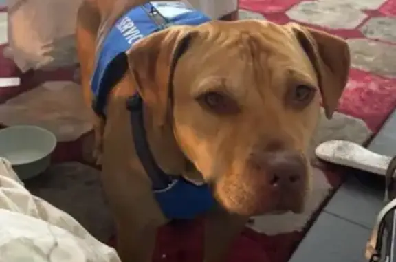 Missing dog Phoenix, photo: Lost Dog: Reddish Fur, Red Collar - Phoenix