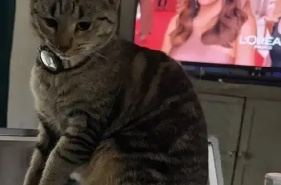 Help Find Bella: Lost Tabby in Henrico