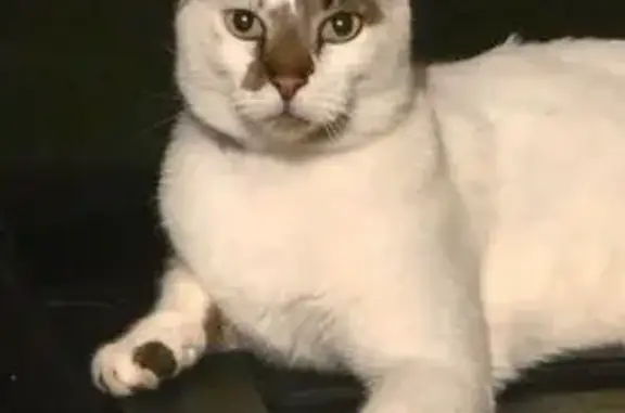 Missing cat Searcy, photo: Lost Cat: Heart-Shaped Spot on Back