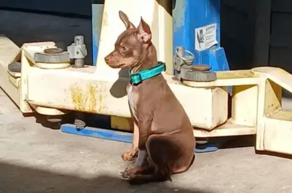 Found: Female Mini Doberman in Killeen