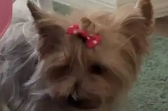 Blond & Silver Dog Lost on SW 10th St, Ocala