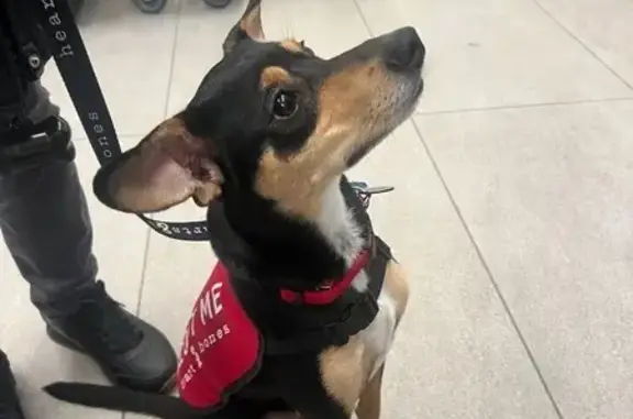 Lost Dog: Medium, Skinny, Loves Treats