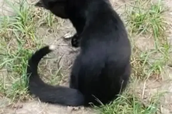 Lost: Black Cat, White-Tipped Tail, Rosemount