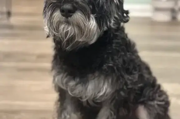 Lost Dog: Black & White on Fernleaf Ave