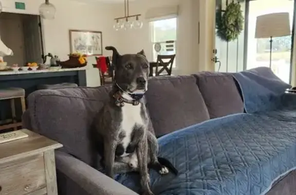 Lost Gray Dog: Green Collar, Wake Forest