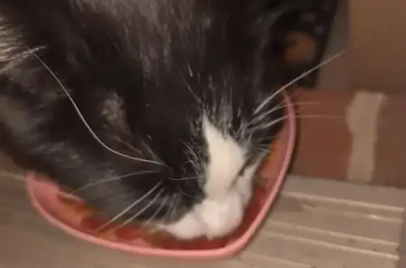 Found: Fluffy Tuxedo Cat in Gibson, AR - photo