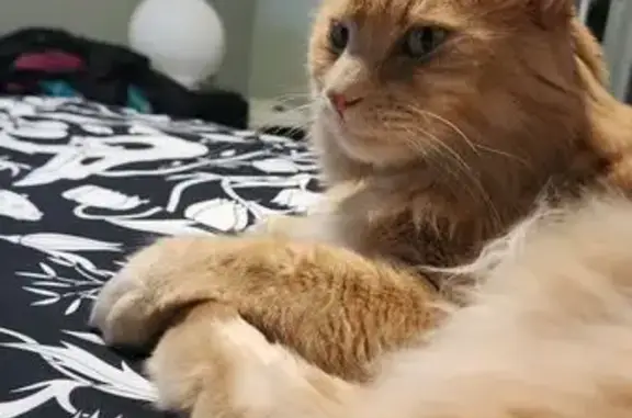 Lost Cat: Fluffy Ginger Vito Missing