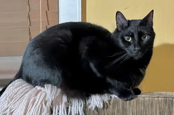 Missing cat Mosman, photo: Lost Timid Black Cat - Rangers Ave, Mosman