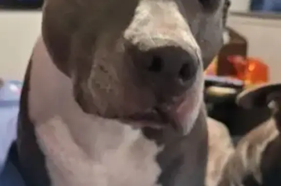 Help Find Nova: 8-Year-Old Lost Dog