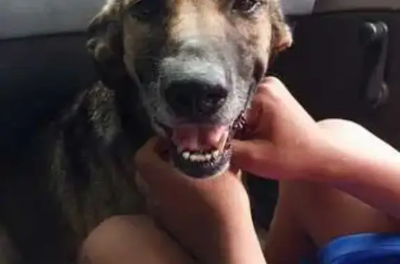 cachorro desaparecida