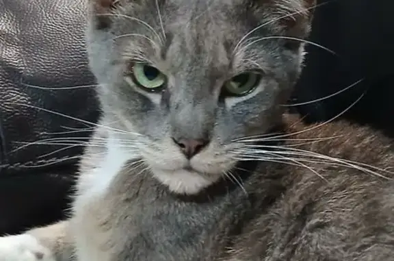 Lost Grey Tabby: McMaster St, Vic Park
