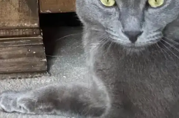 Missing cat Albuquerque, photo: Lost Dark Gray Cat on Angel Drive