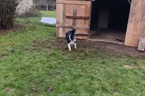 Chien perdu noir et blanc à Authon-du-Perche - photo