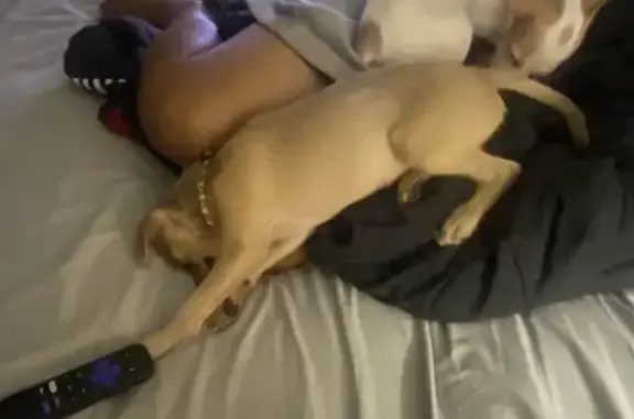 Lost pets Waipahu, photo: Lost Dogs: Chihuahua-Jack Russell Mix