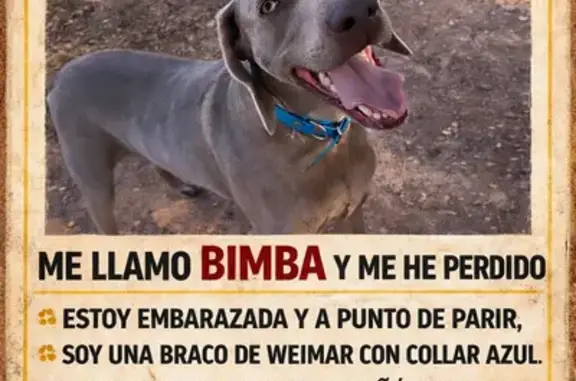 Perra perdida en Villaviciosa, collar azul