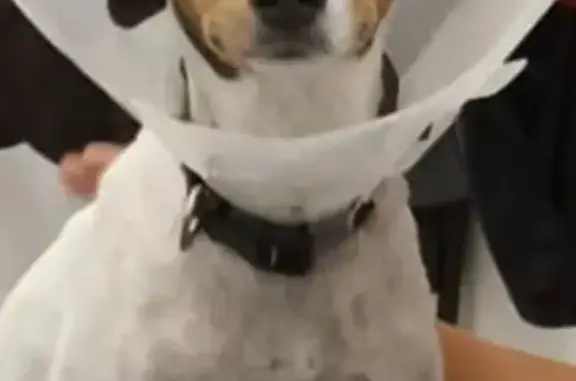 Perros perdidos, , foto: Perro perdido en Las Fuentes, Zaragoza