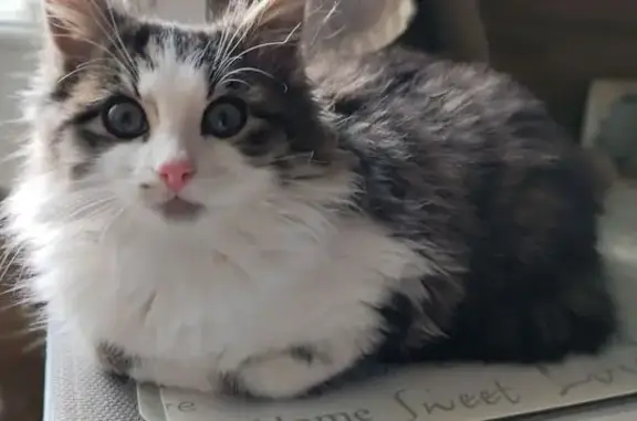 Chaton 4 mois perdu, sociable, Impasse Peupliers - photo
