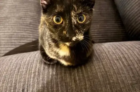 Lost Cat: Black & Orange on Victoria St