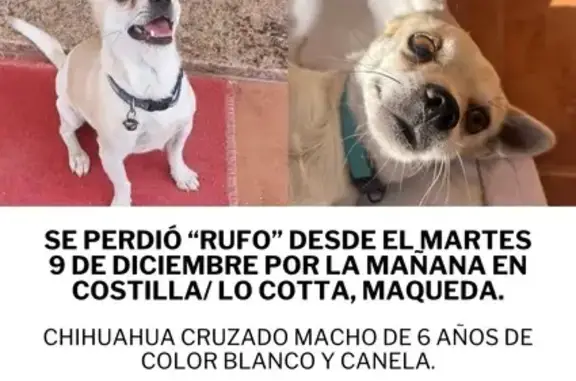 Chihuahua Blanco y Canela Perdido en Andalucía