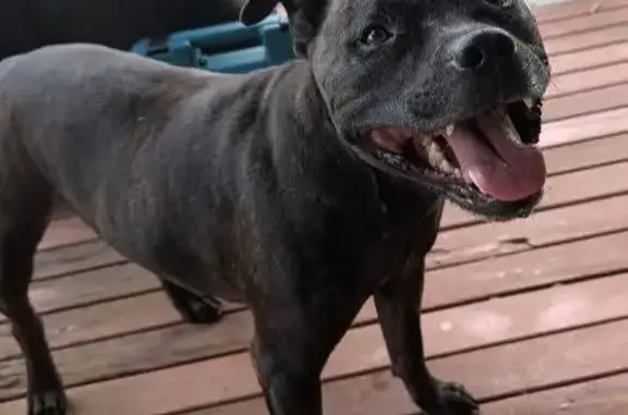 Lost Black Brindle Staffordshire Terrier