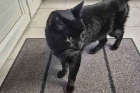 Animaux trouvés Monts, photo: Chat noir amaigri trouvé à Monts