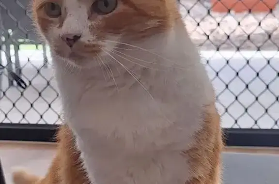 Lost Friendly Cat: Ginger & White in Moreton