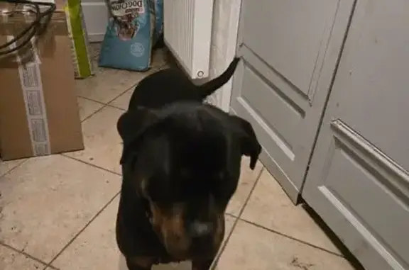 Chiot Rottweiler perdu à Herblay-sur-Seine - photo