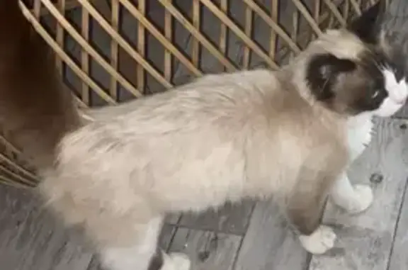Chat perdu : beige, blanc et noir, Galgon - photo