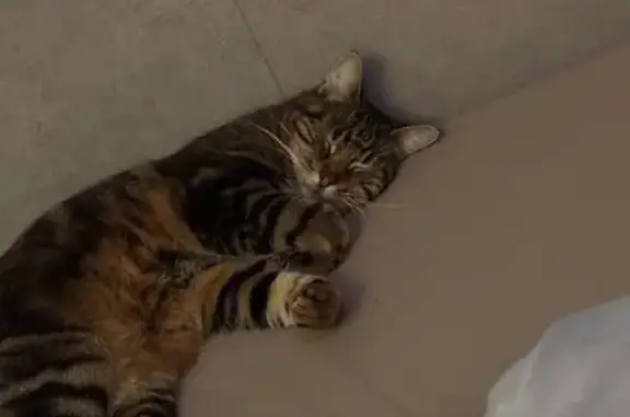 Chat tigré perdu à Azé, contactez-nous - photo
