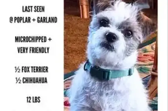 Lost Dog: White with Brindle Spots - Memphis