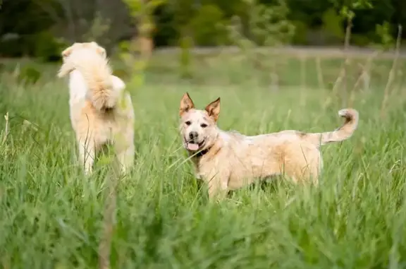 Lost Heeler Mix: Tan Coat, Orange Collar