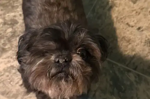 Lost Shih Tzu, 11, One-Eyed, Needs Meds