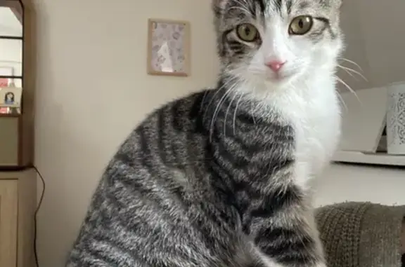 Chat trouvé à Nogent-sur-Oise - photo