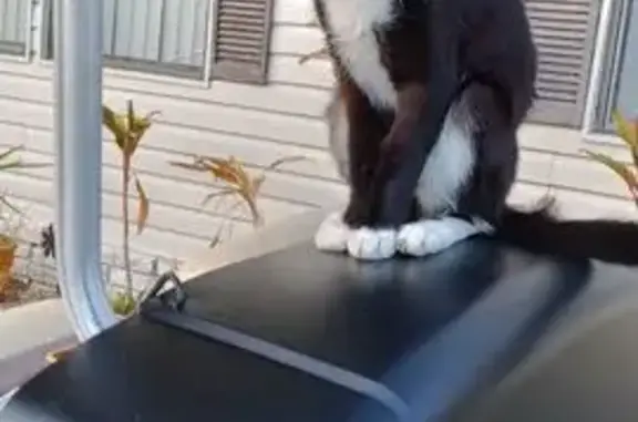 Lost Tuxedo Cat: Smart & Friendly