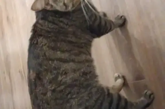 Animaux perdus Louvroil, photo: Chat tigré perdu à Louvroil, depuis 12/12/25