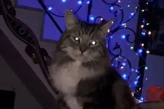 Gato Perdido: Gris y Blanco en Torrevieja