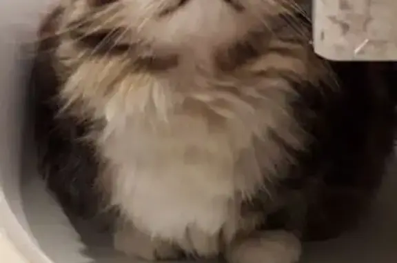 Gato Perdido: Gris y Blanco en Torrevieja